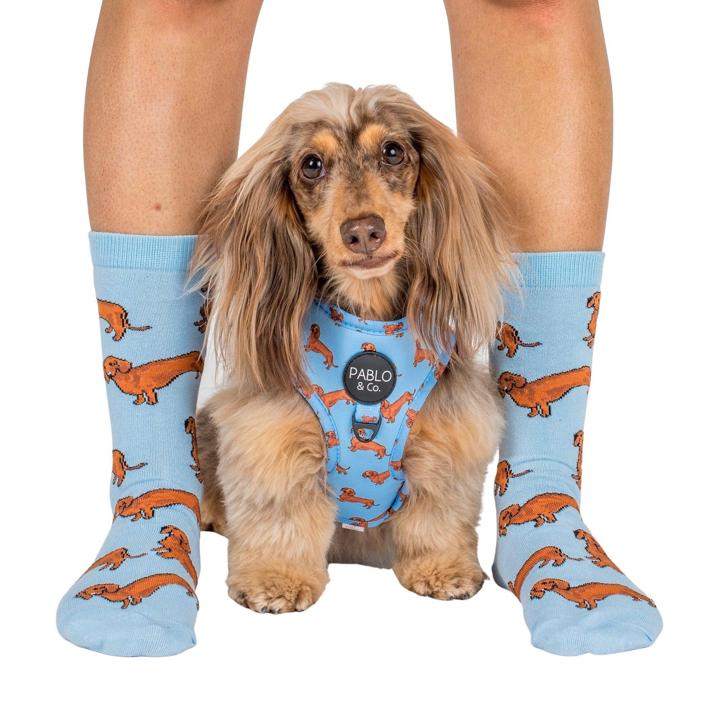 Dachshund: Adjustable Dog Harness