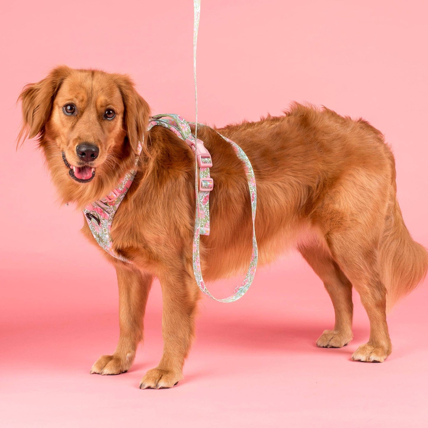 Flora & Fern: No Pull Dog Adventure Harness