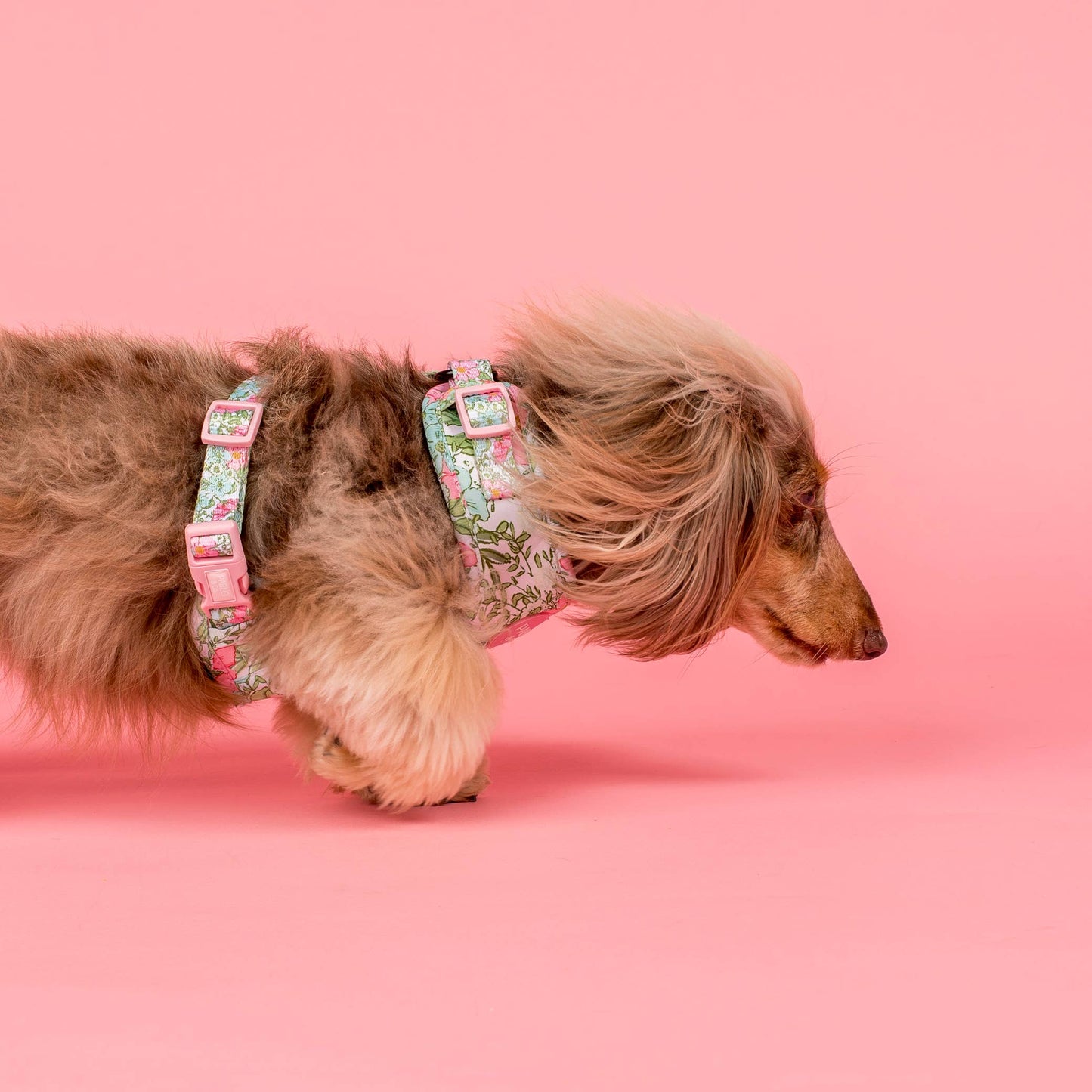 Flora & Fern: Adjustable Dog Harness