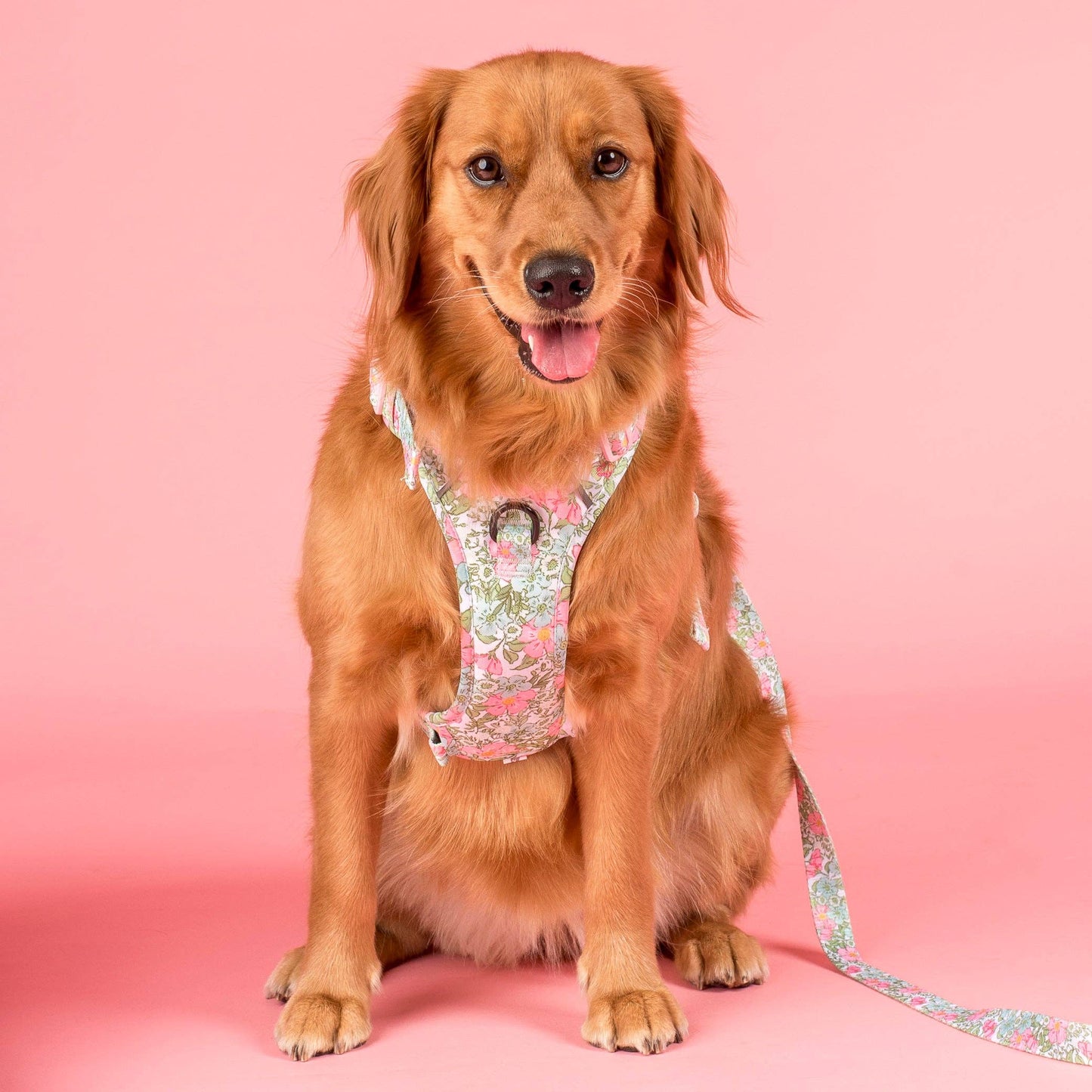 Flora & Fern: No Pull Dog Adventure Harness
