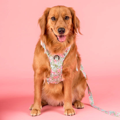 Flora & Fern: No Pull Dog Adventure Harness