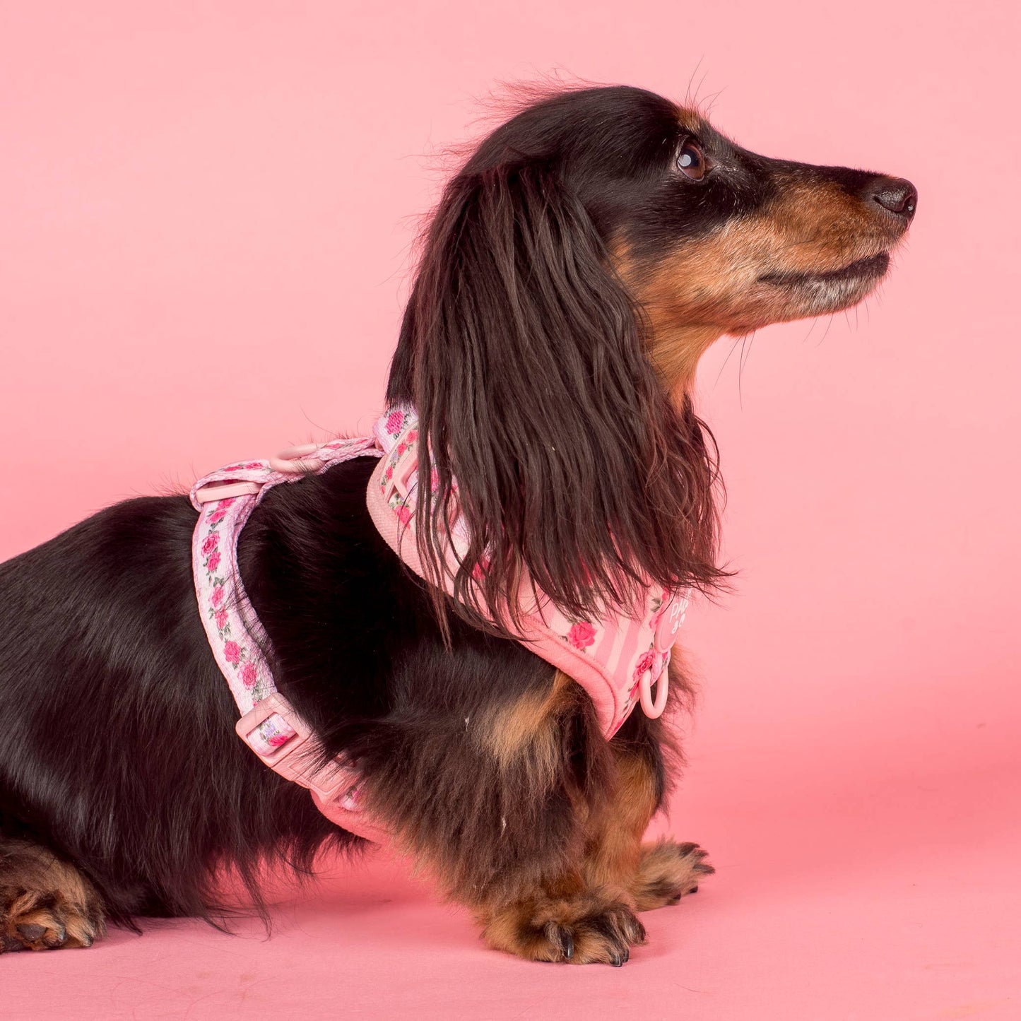 Vintage Rose: Adjustable Harness
