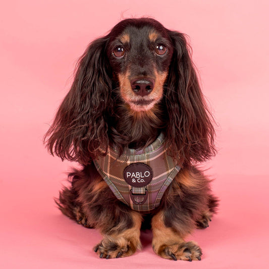 Green Plaid: Adjustable Harness