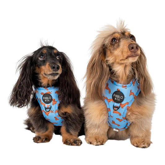 Dachshund: Adjustable Dog Harness