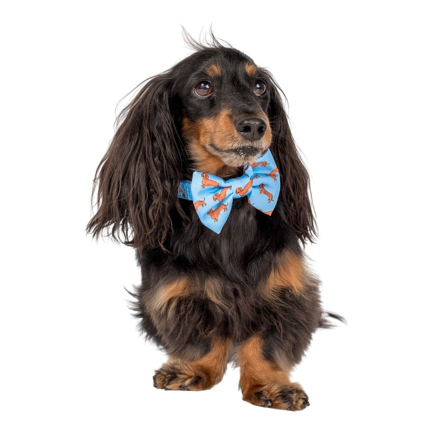 Dachshund: Dog Bow Tie
