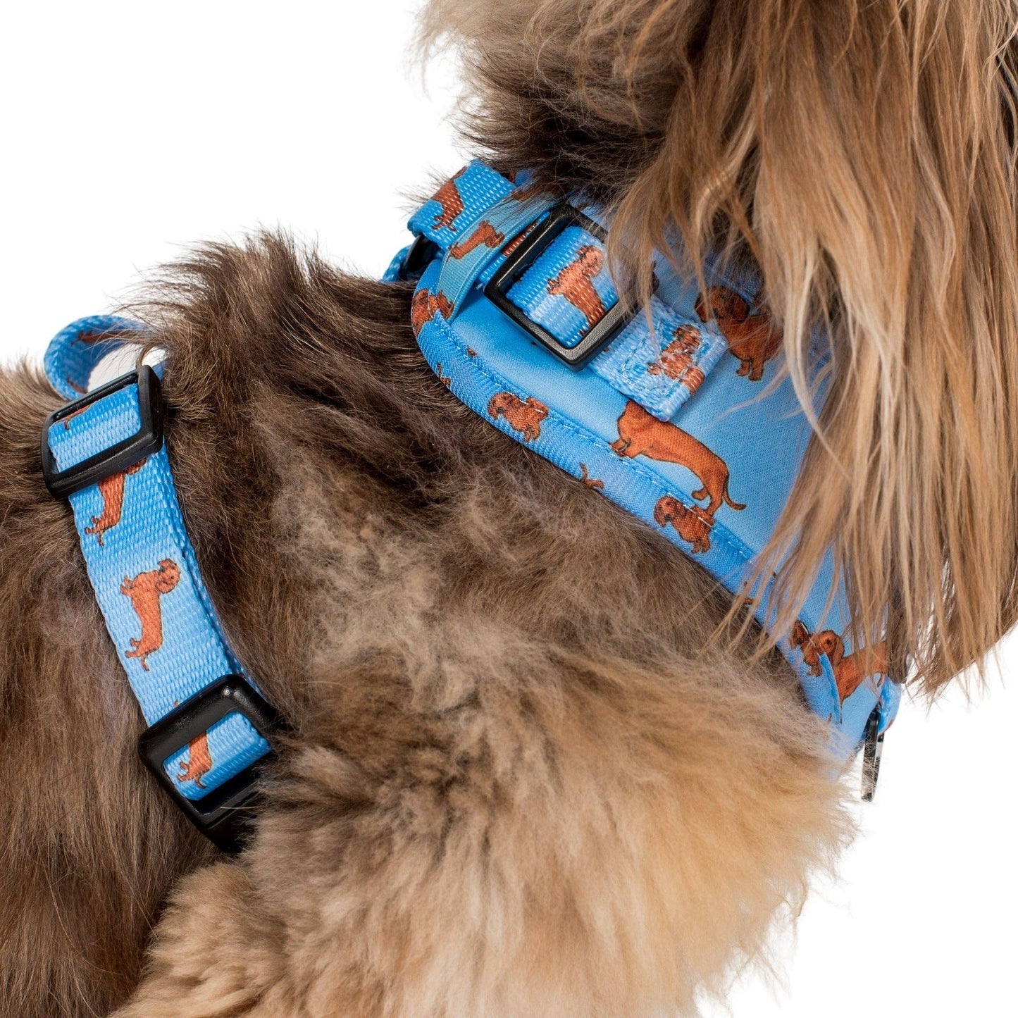 Dachshund: Adjustable Dog Harness