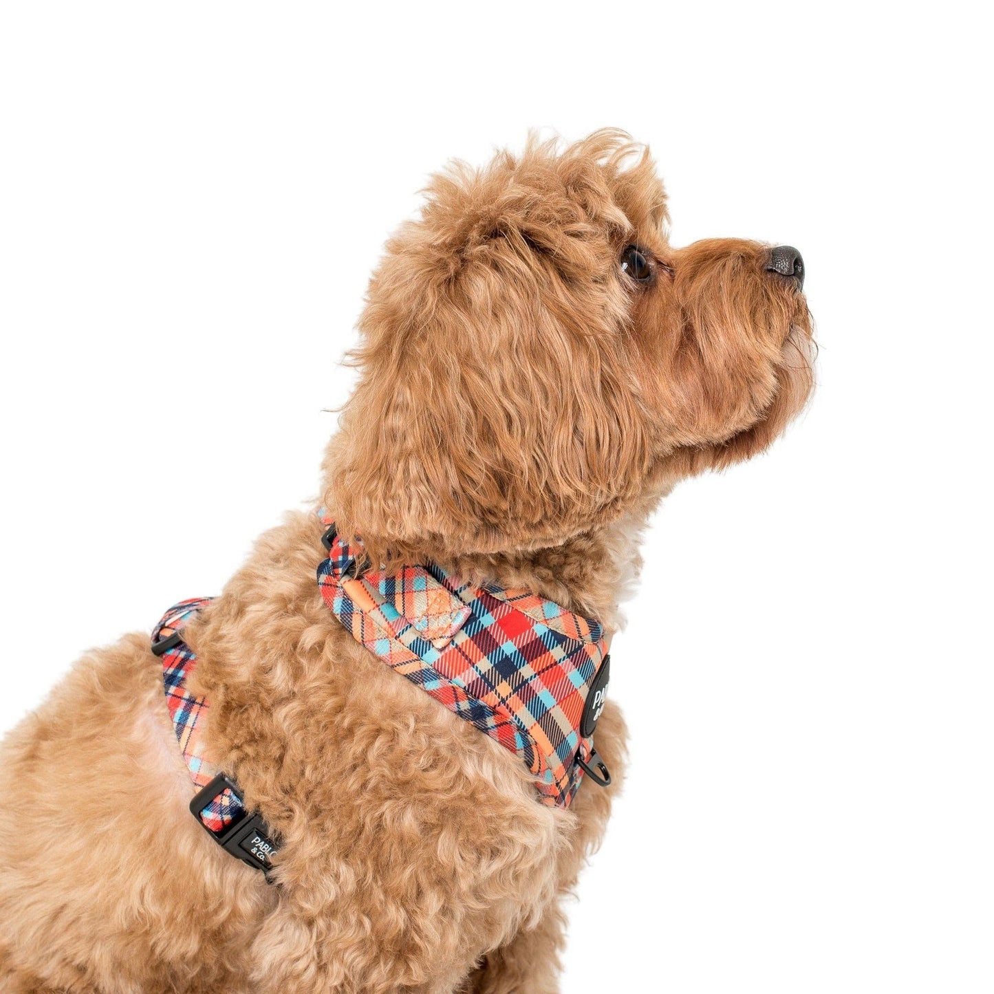 Tartan: ADJUSTABLE DOG HARNESS