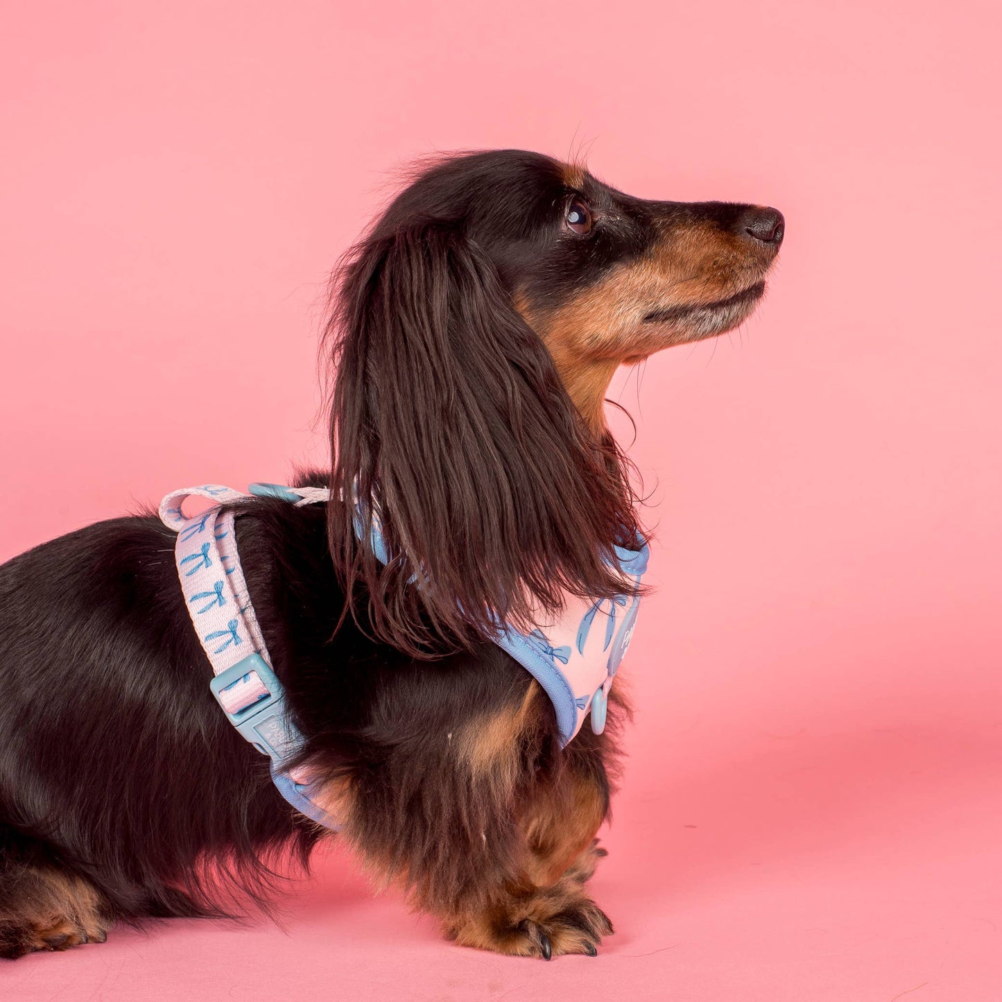 Baby Blue Bows: Adjustable Dog Harness