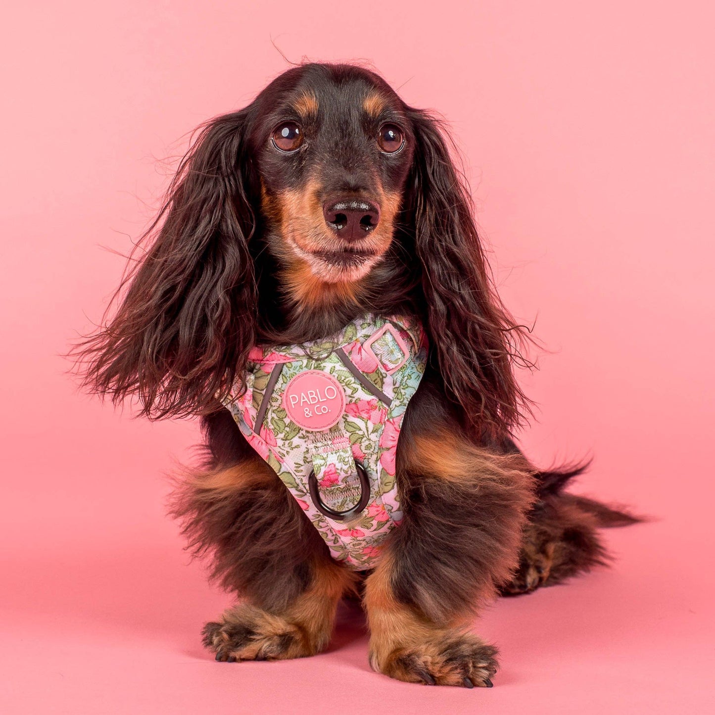 Flora & Fern: No Pull Dog Adventure Harness