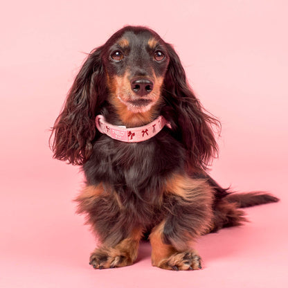 Velvet Blush Bows: Dog Collar