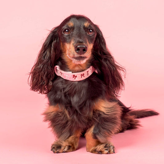 Velvet Blush Bows: Dog Collar