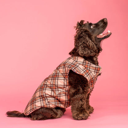 Winter Pooches / Kensington: Puffer Vest