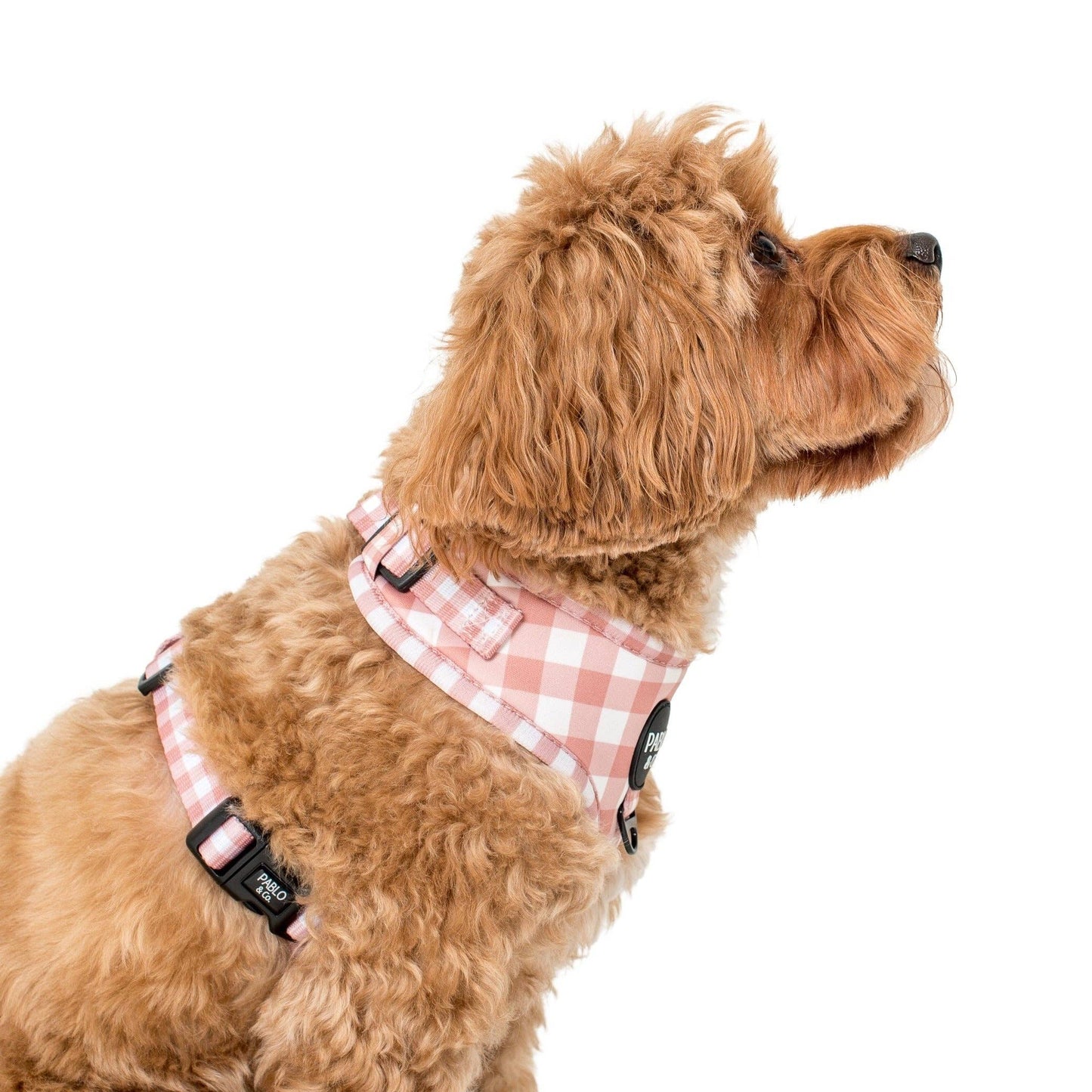 Chocolate Gingham: ADJUSTABLE DOG HARNESS