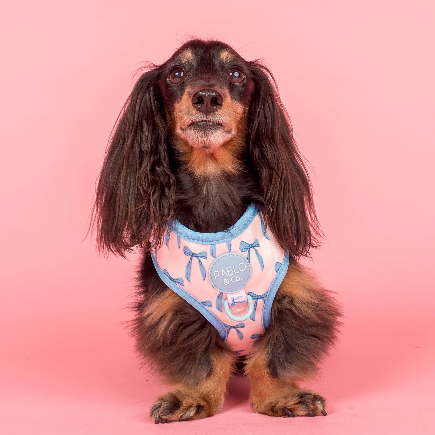 Baby Blue Bows: Adjustable Dog Harness