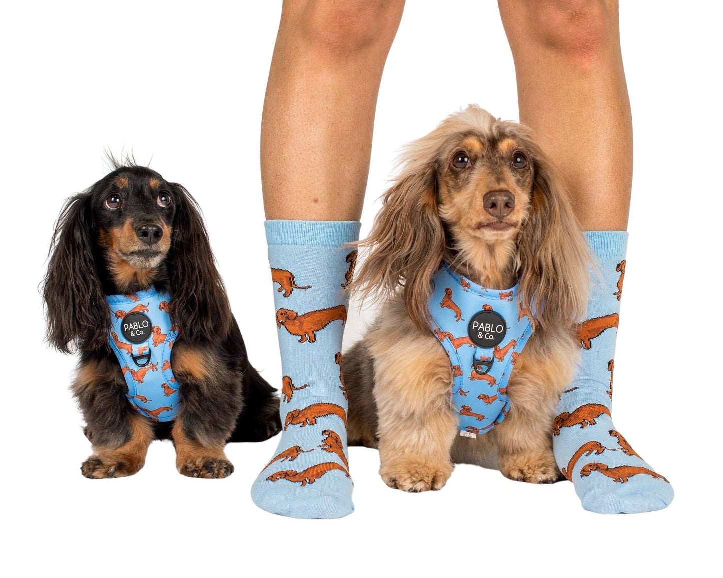 Dachshund: Adjustable Dog Harness