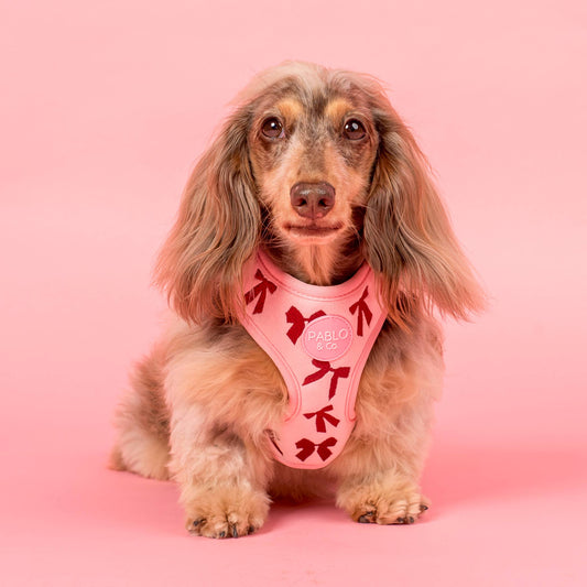 Velvet Blush Bows: Adjustable Dog Harness