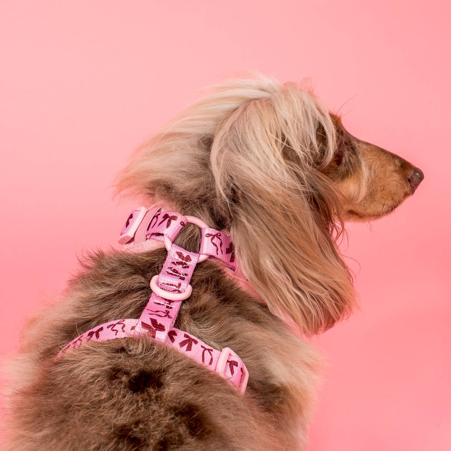 Velvet Blush Bows: Adjustable Dog Harness