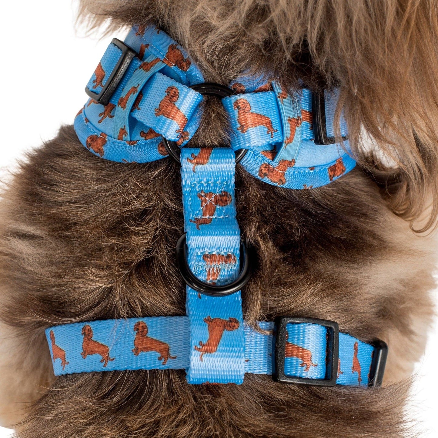 Dachshund: Adjustable Dog Harness