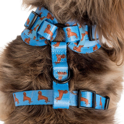 Dachshund: Adjustable Dog Harness