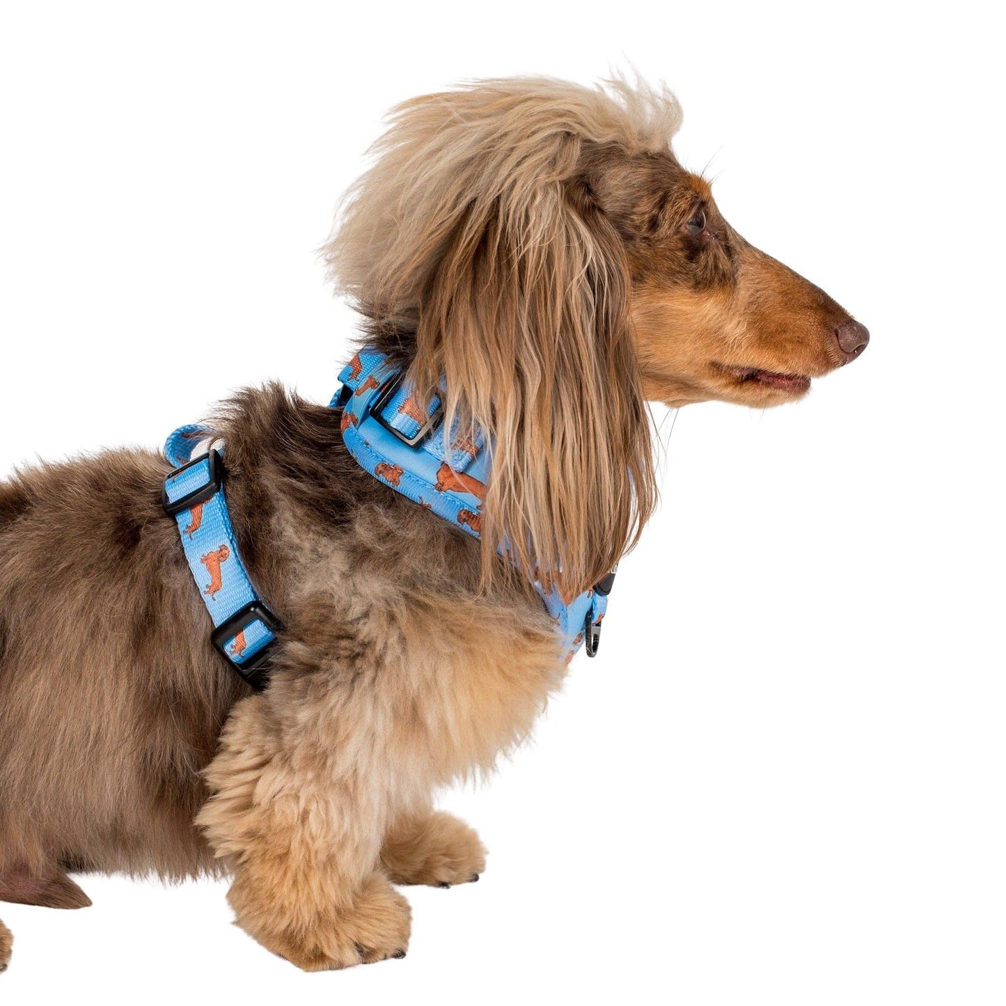 Dachshund: Adjustable Dog Harness