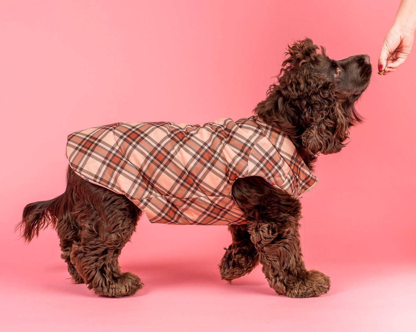 Winter Pooches / Kensington: Puffer Vest