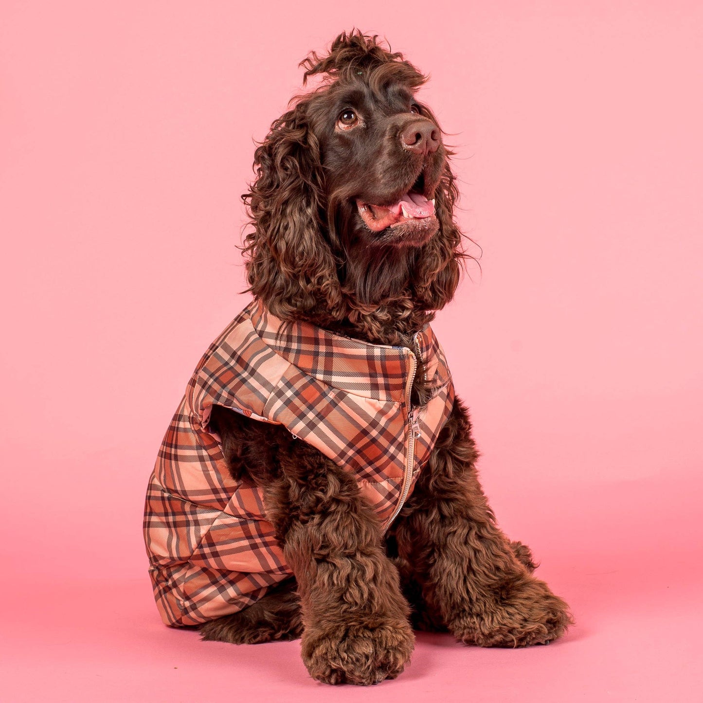 Winter Pooches / Kensington: Puffer Vest
