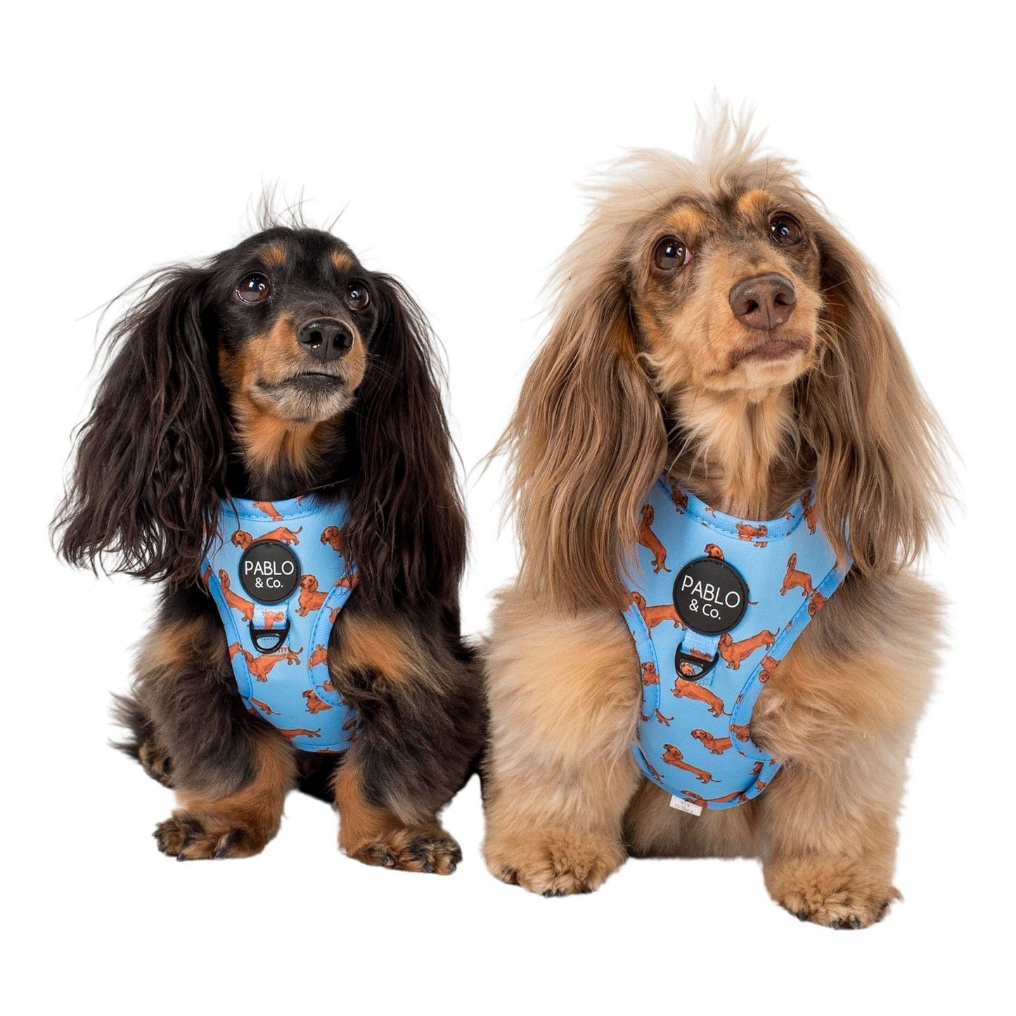 Dachshund: Adjustable Dog Harness