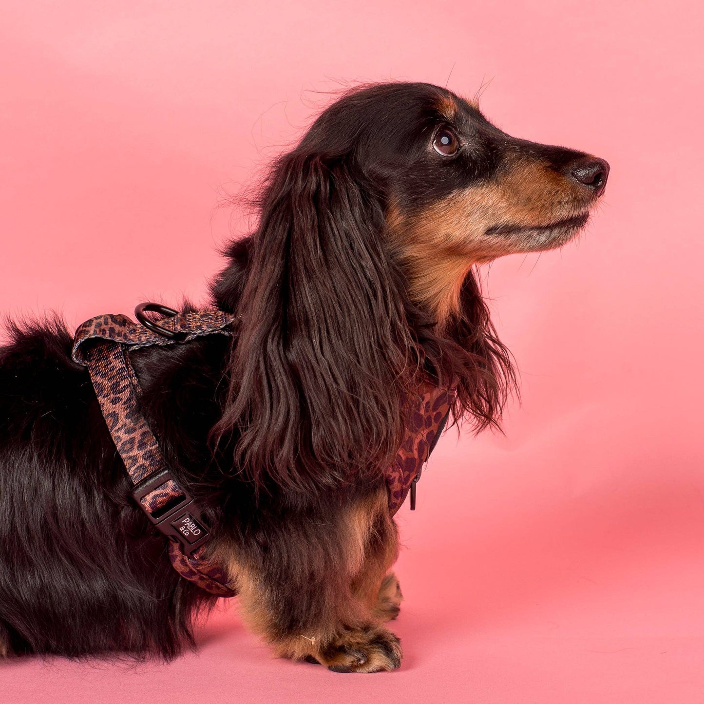 Leopard: Adjustable Harness