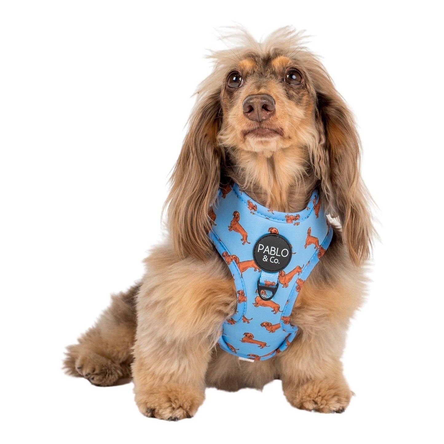 Dachshund: Adjustable Dog Harness