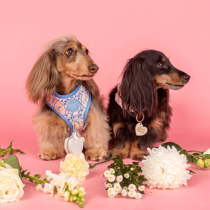 Petal: Adjustable Harness